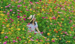 花海动漫,描绘青春梦想的奇幻画卷