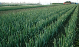 大葱的种植方法视频,视频教程详解